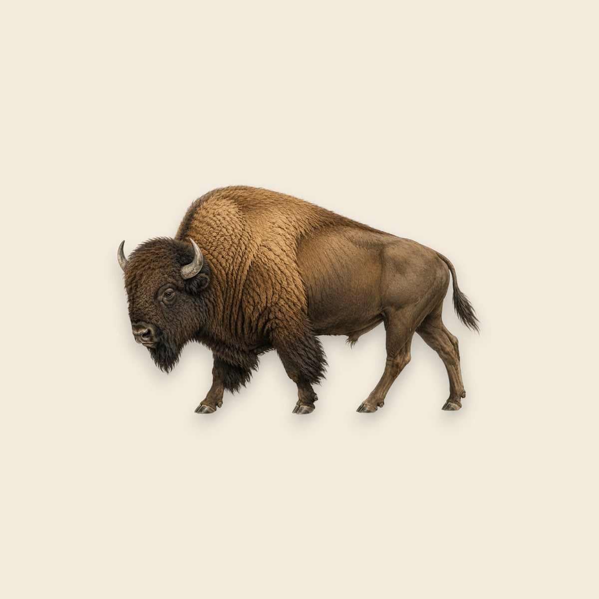 Bison (Bos bison)