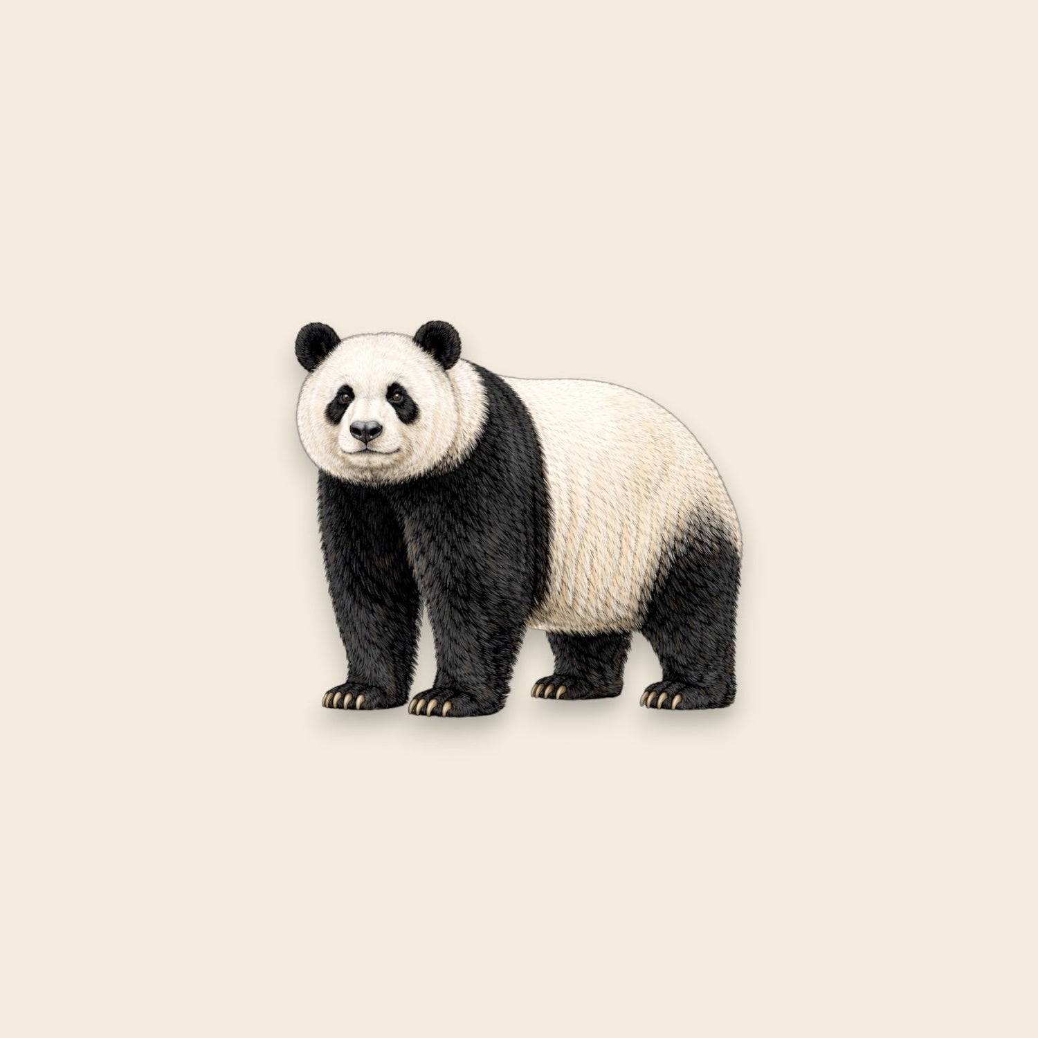 Giant Panda (Ailuropoda melanoleuca)