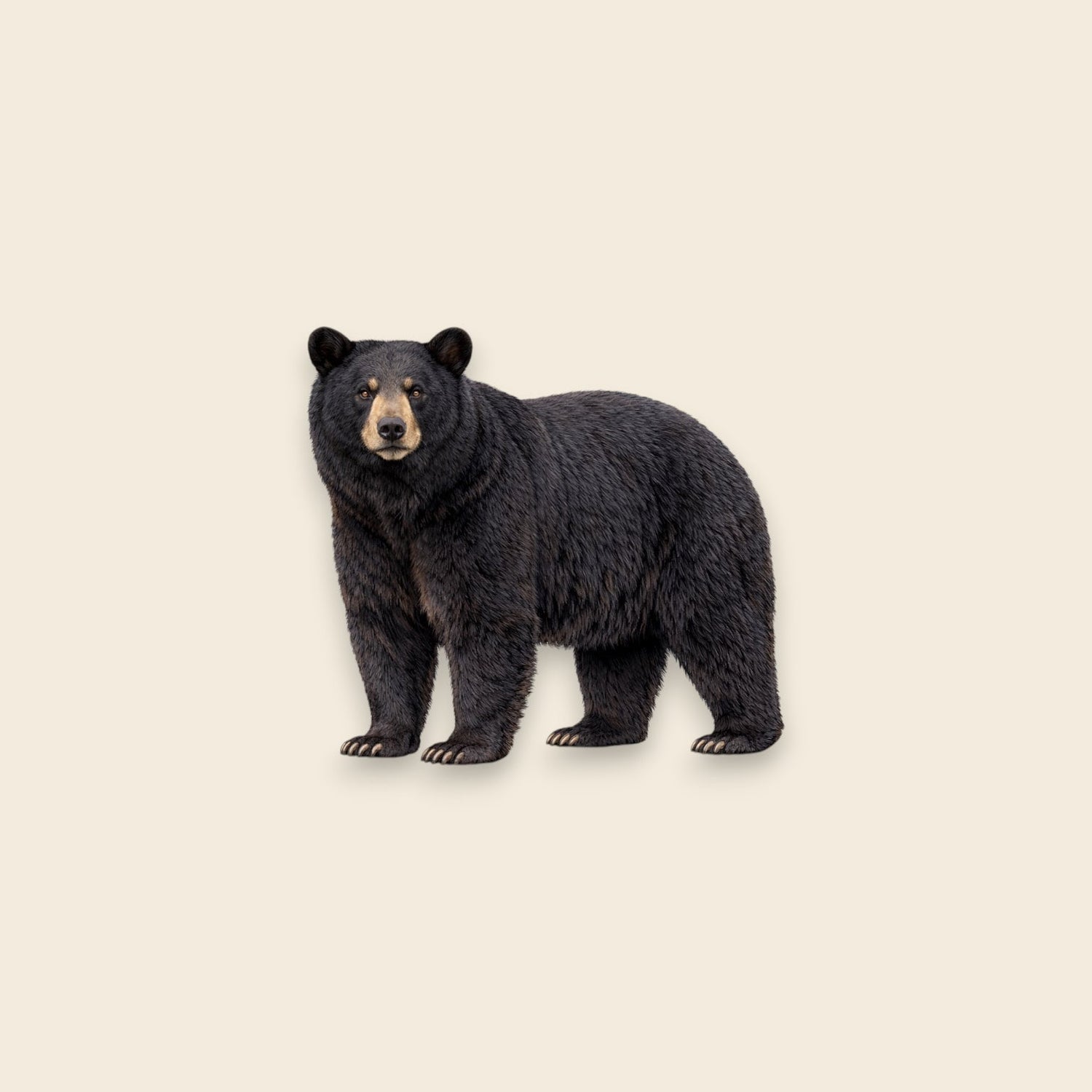 Black Bear (Ursus americanus)
