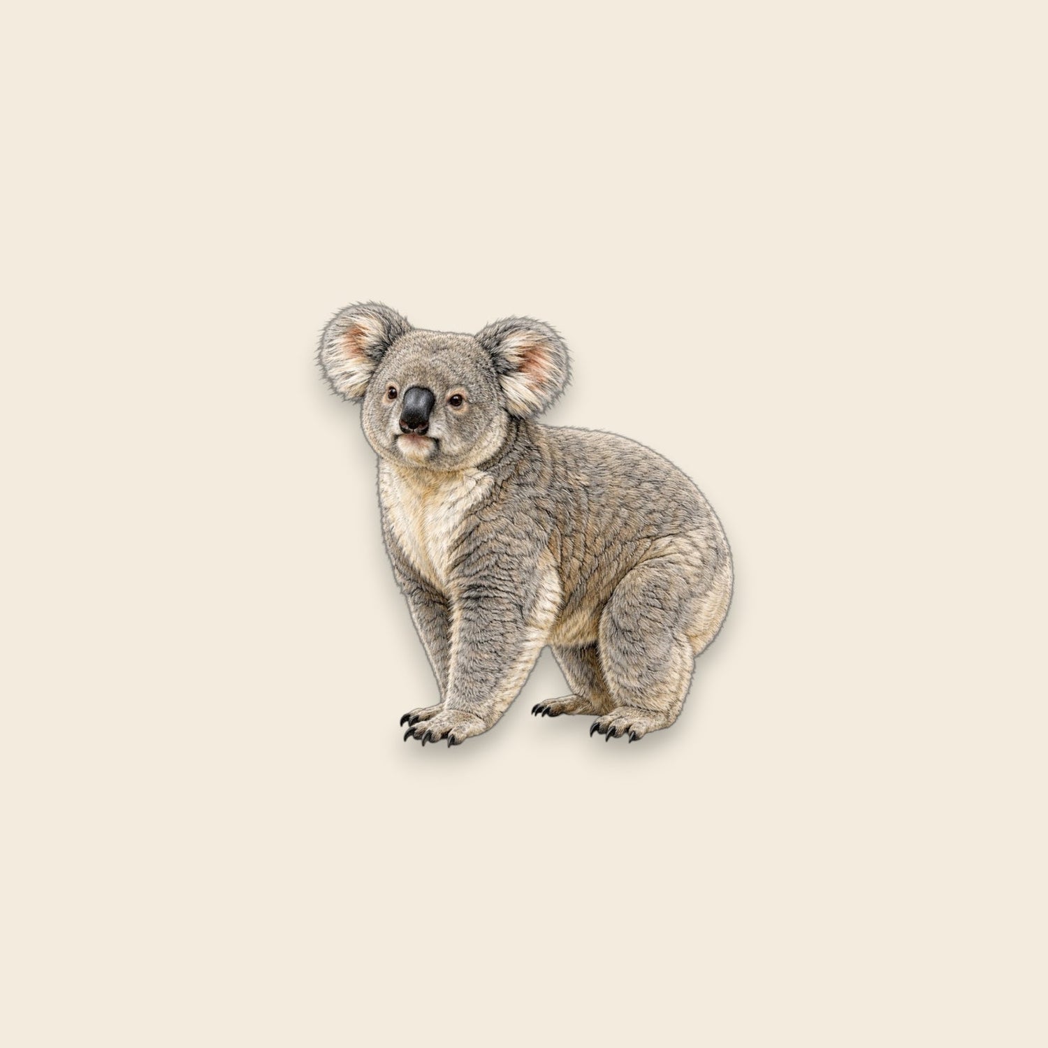 Koala (Phascolarctos cinereus)