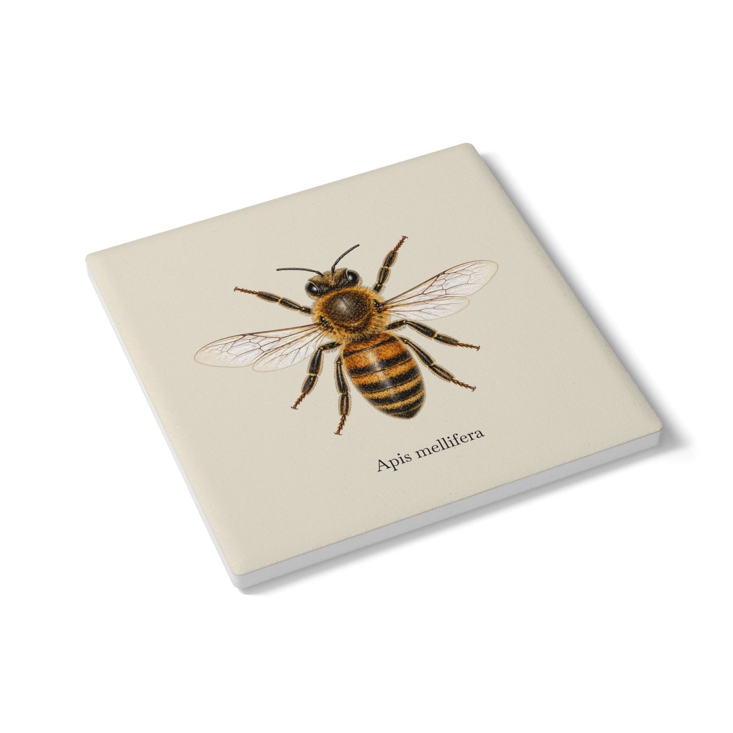 Ceramic Coaster - Honey Bee (Apis mellifera)