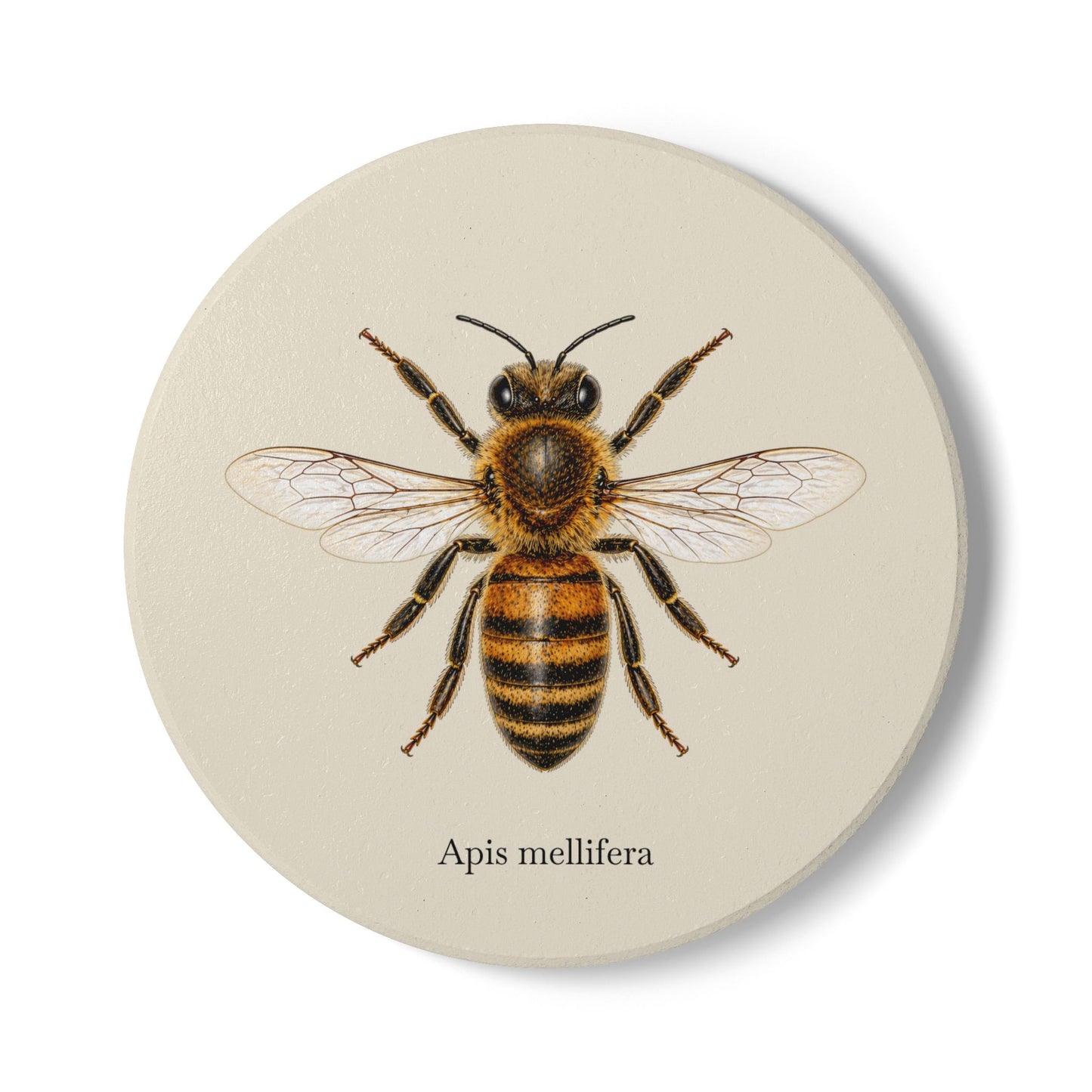 Ceramic Coaster - Honey Bee (Apis mellifera)