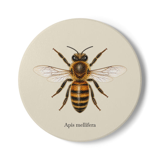 Ceramic Coaster - Honey Bee (Apis mellifera)
