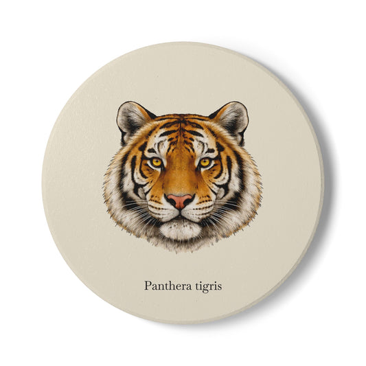 Ceramic Coaster - Tiger (Panthera tigris)