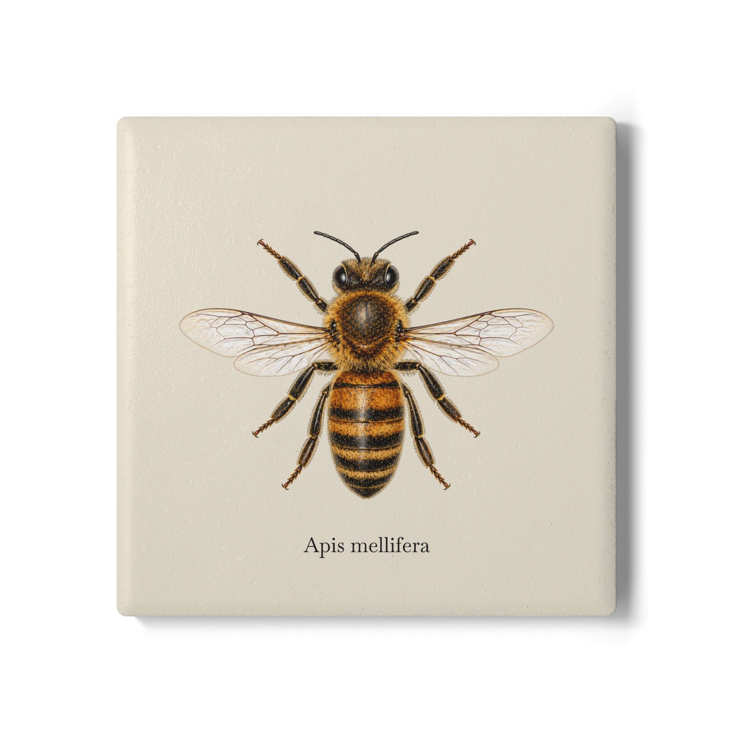 Ceramic Coaster - Honey Bee (Apis mellifera)