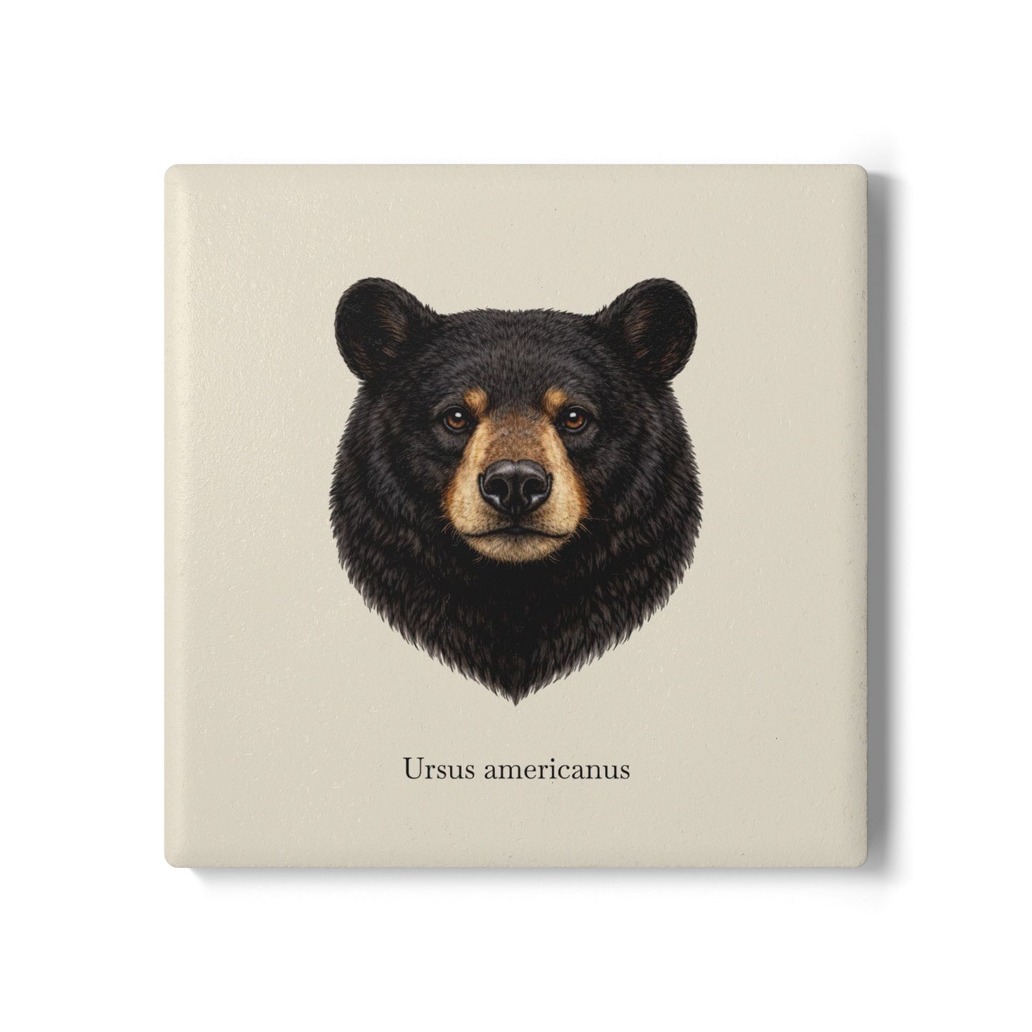 Ceramic Coaster - Black Bear (Ursus americanus)