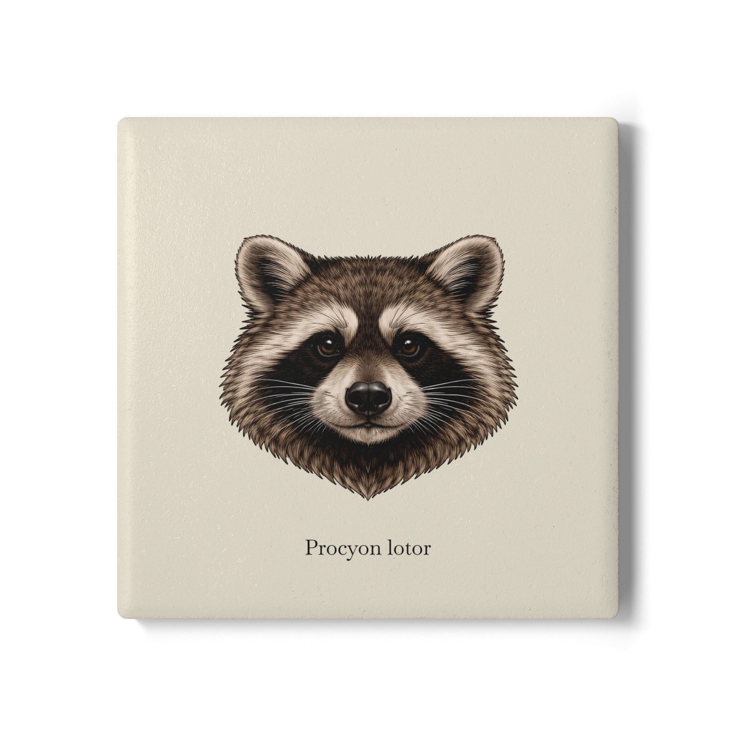 Ceramic Coaster - Raccoon (Procyon lotor)
